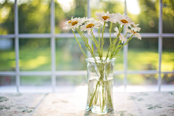 Daisies in a glass