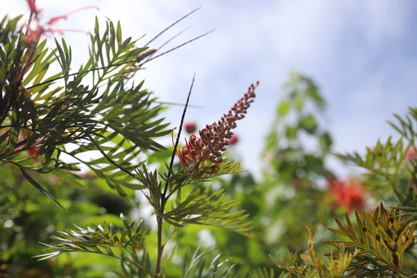 Floral flower prints of grevillea