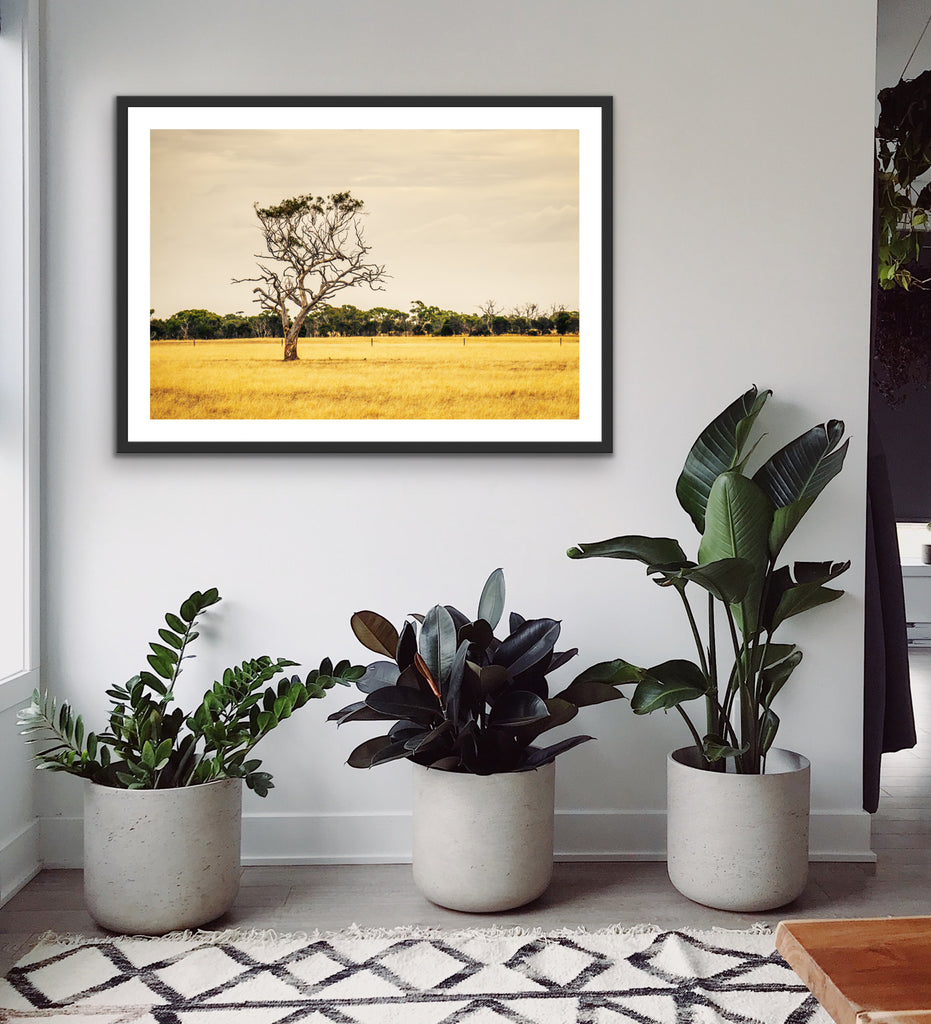 On The Farm Australian countryside photographic print
