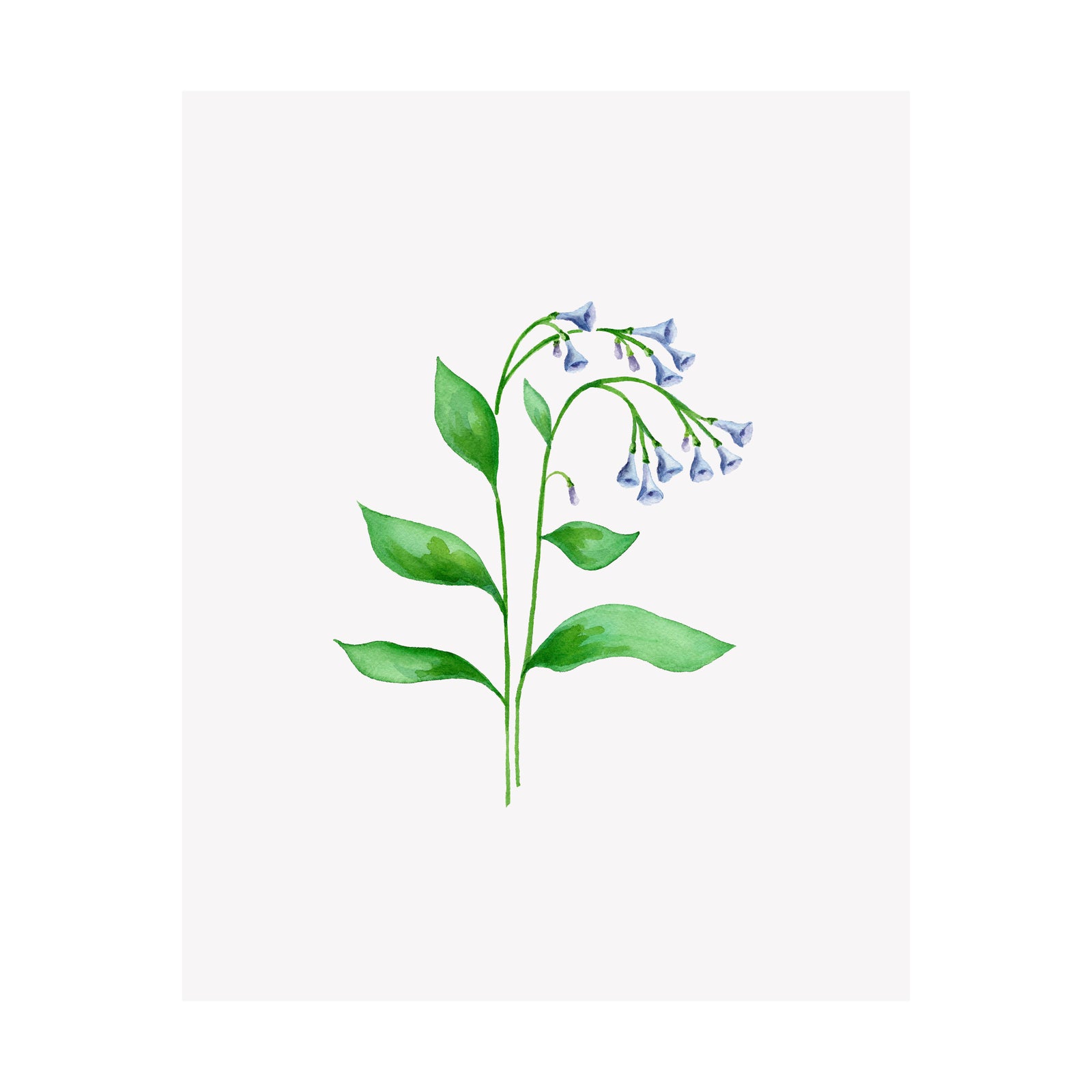 Williamsburg Blue Swiss Velvet Ribbon – Lily Floral Designs