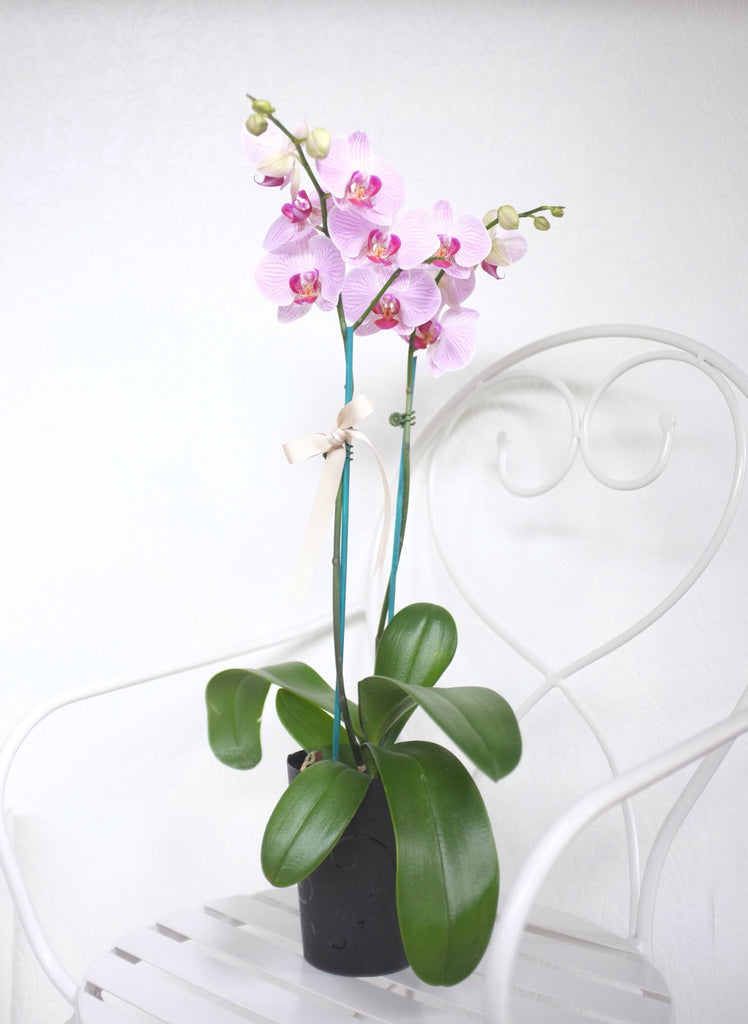 36 HQ Images Phalaenopsis Orchids And Cats - Dtps. Ever Spring Prince 'Pretty Cat' | Orchids, Orchid ...