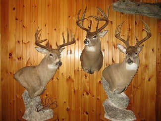 Taxidermy