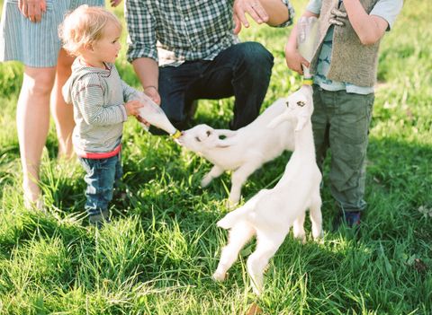 storybook farm — Four Different Goat's Milk Soaps 38% local