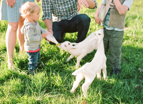 Goats from Flat Point Farm in West Tisbury