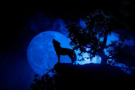 Wolf Howling at Full Moon Image