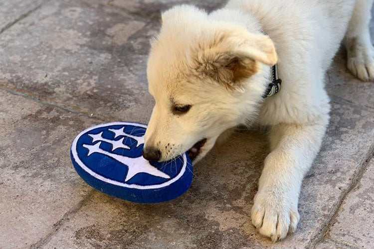 subaru plush dog toy