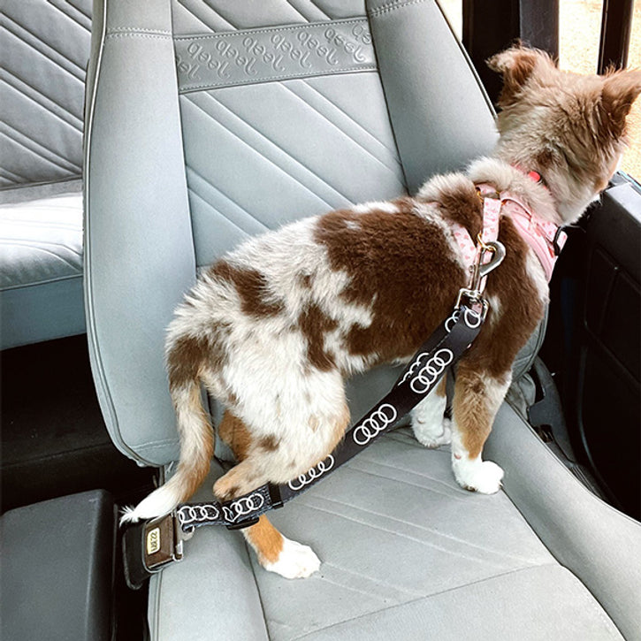 do dogs need seatbelt