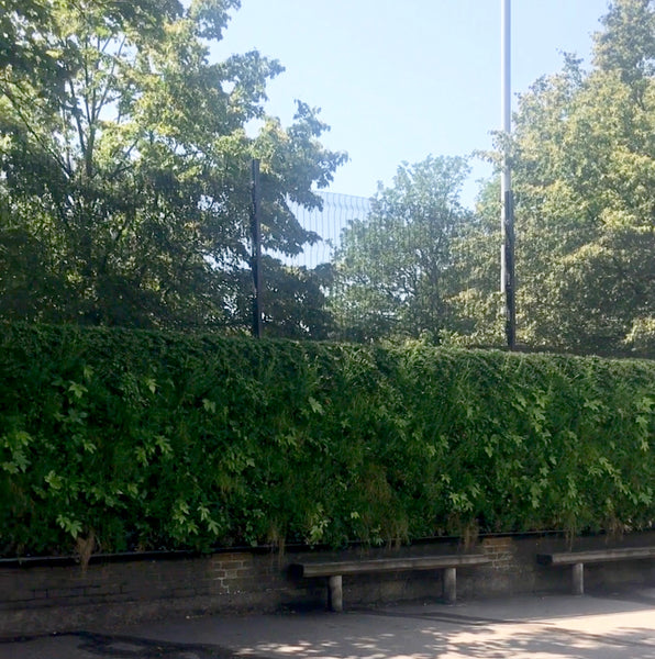 CHISWICK OASIS LIVING WALL