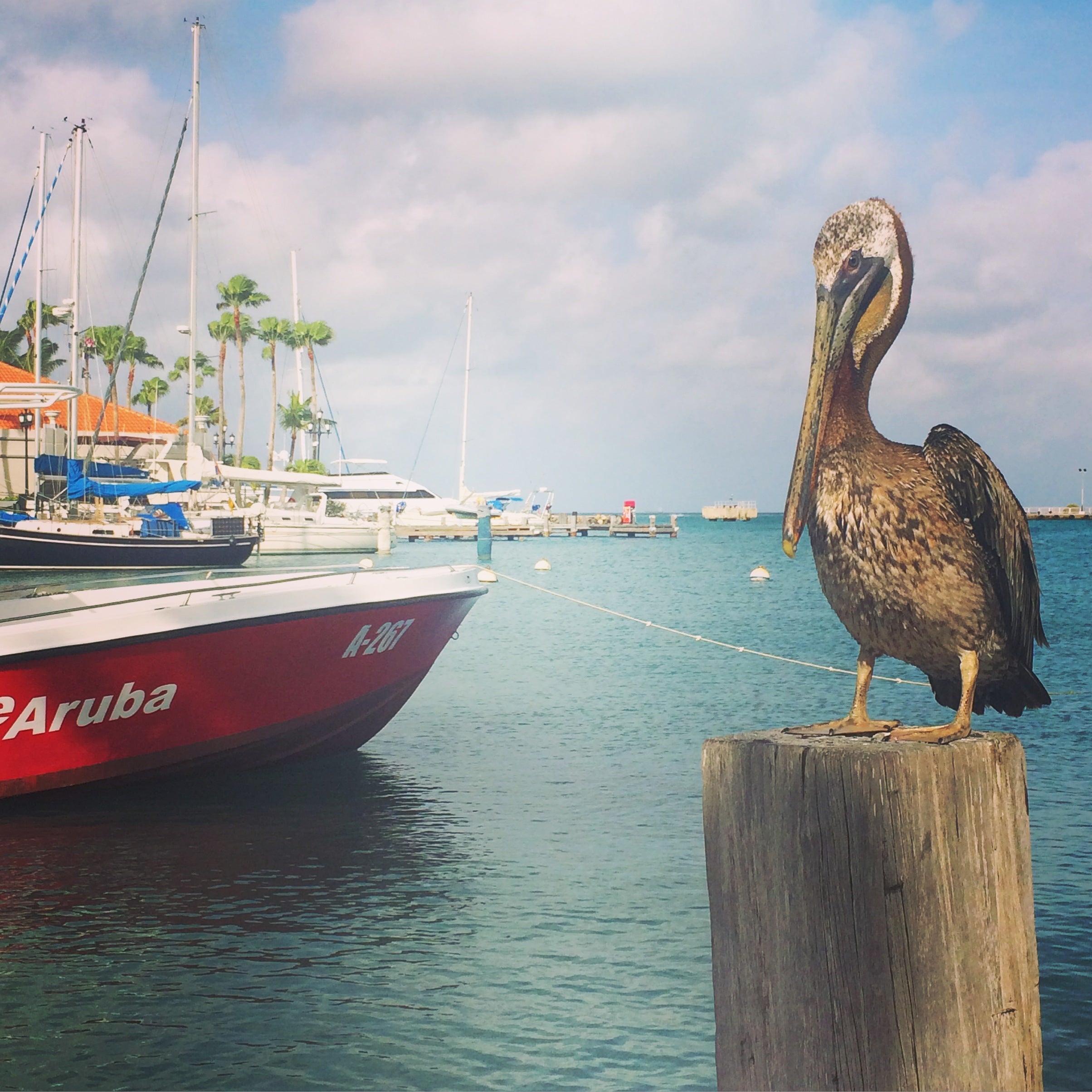 Pelican Aruba by Karma for a cure