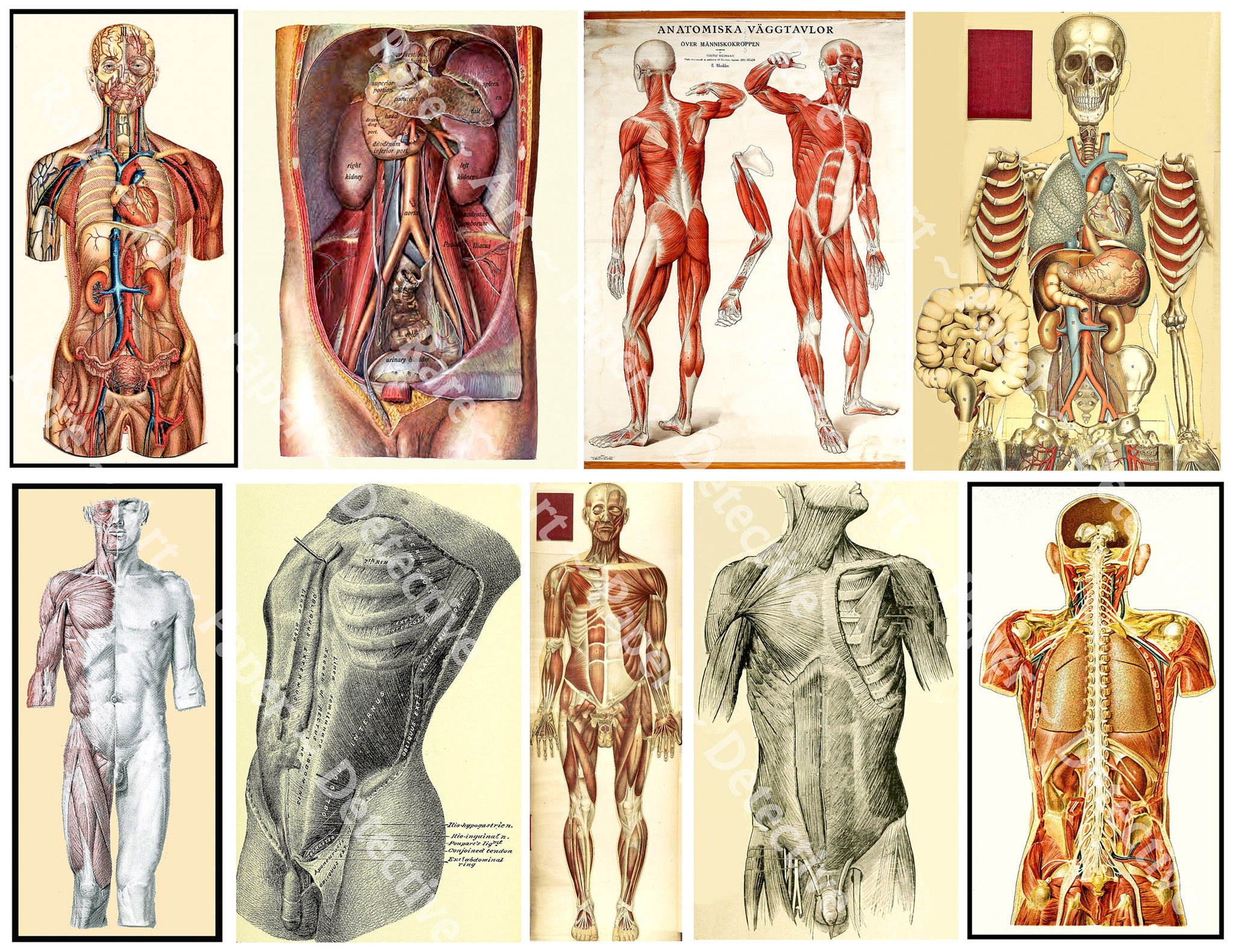 Halloween Anatomy Stickers, 4" tall Gruesome & Mature Human Body Halloween Décor Decals for Prop Making, Cut and Peel Sheet, 1156