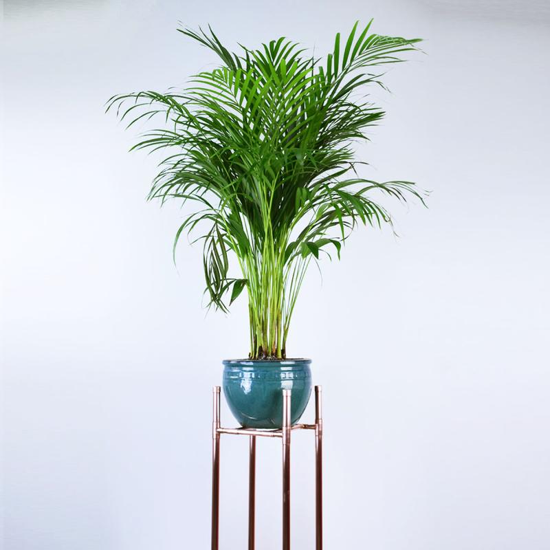 large green plant in blue ceramic pot on solid copper plant stand