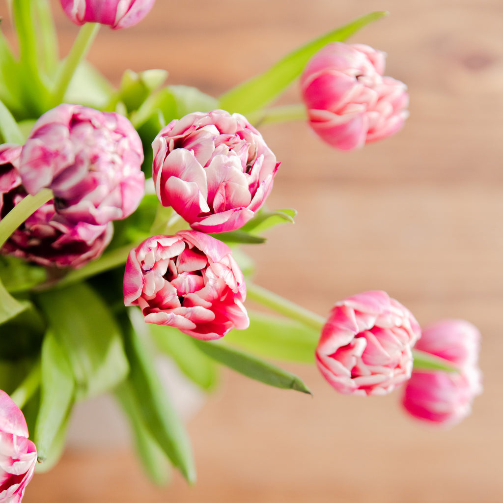 Pink tulips