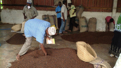 Cloves being graded at a market