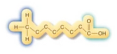 Medium chain fatty acid 