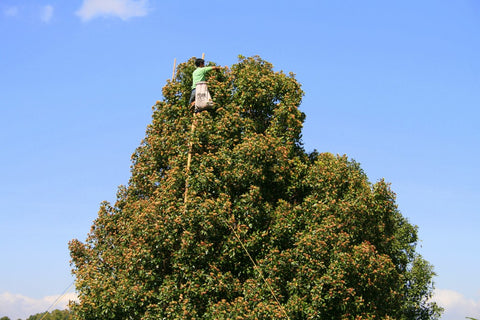 Man harvesting cloves from the top of a tall clove tree