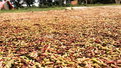 Cloves drying in sun