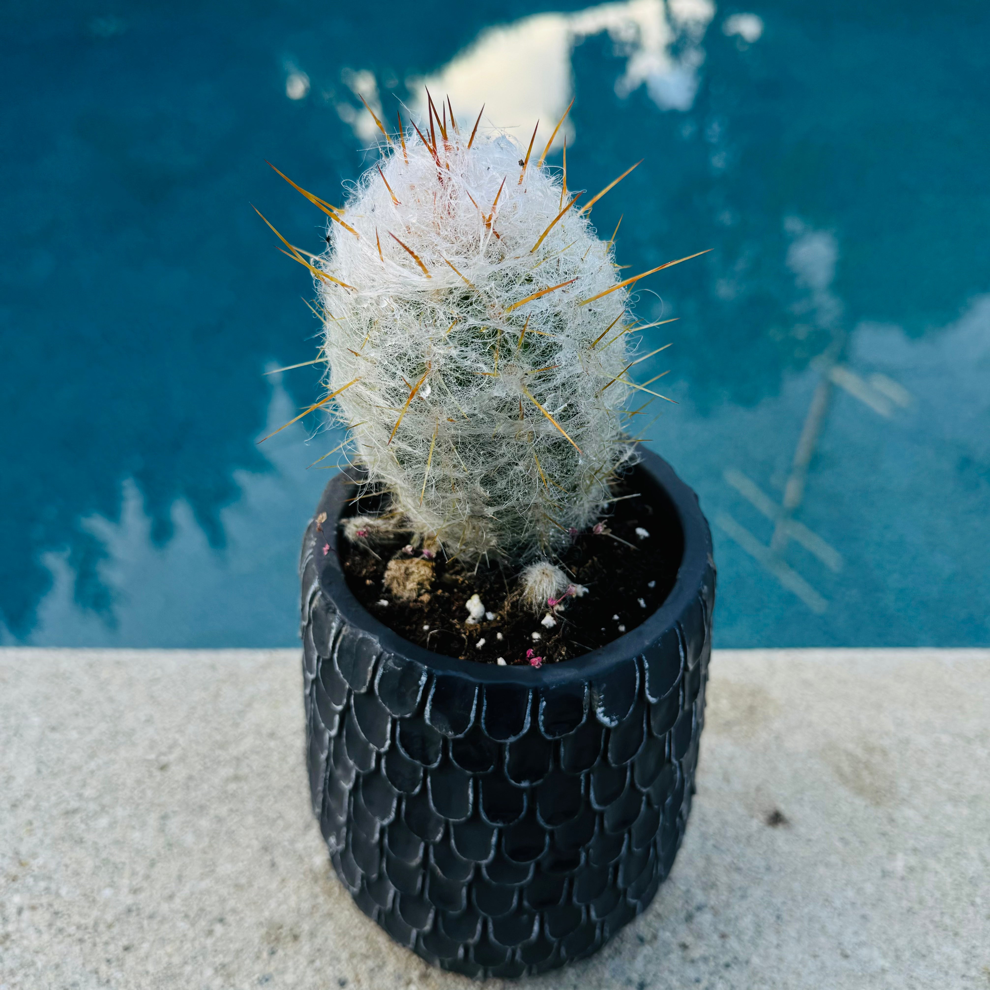 Oreocereus Trollii Cactus "Old Man of the Andes"