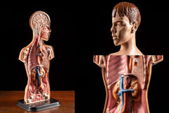 Vintage Hubbard Male anatomy figure