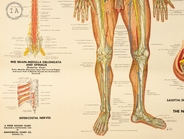 C. 1949 Human Anatomy Nervous System Chart Male and Female – Industrial