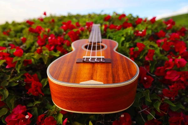 CK-390 in the Bougainvillea