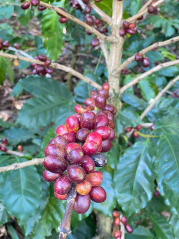 Coffee cherries on tree