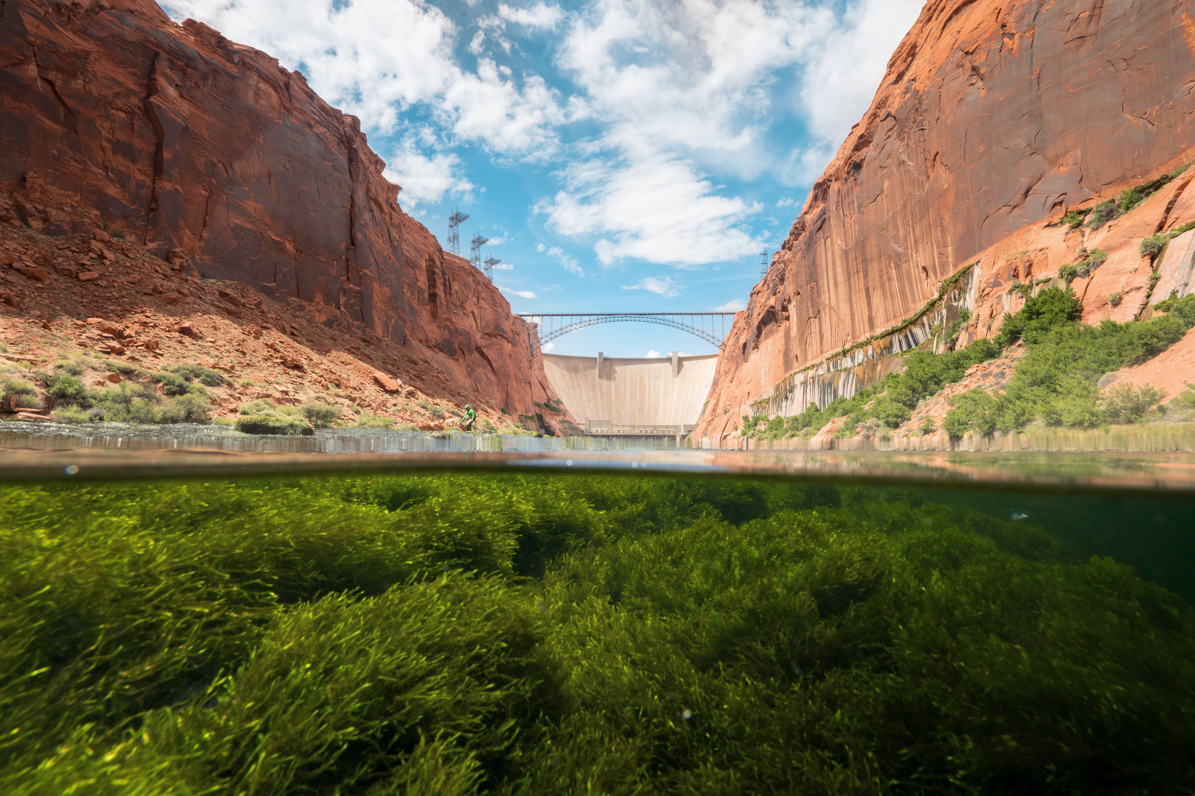 A image is half above the water showing a dam and half below the water showing aquatic vegetation