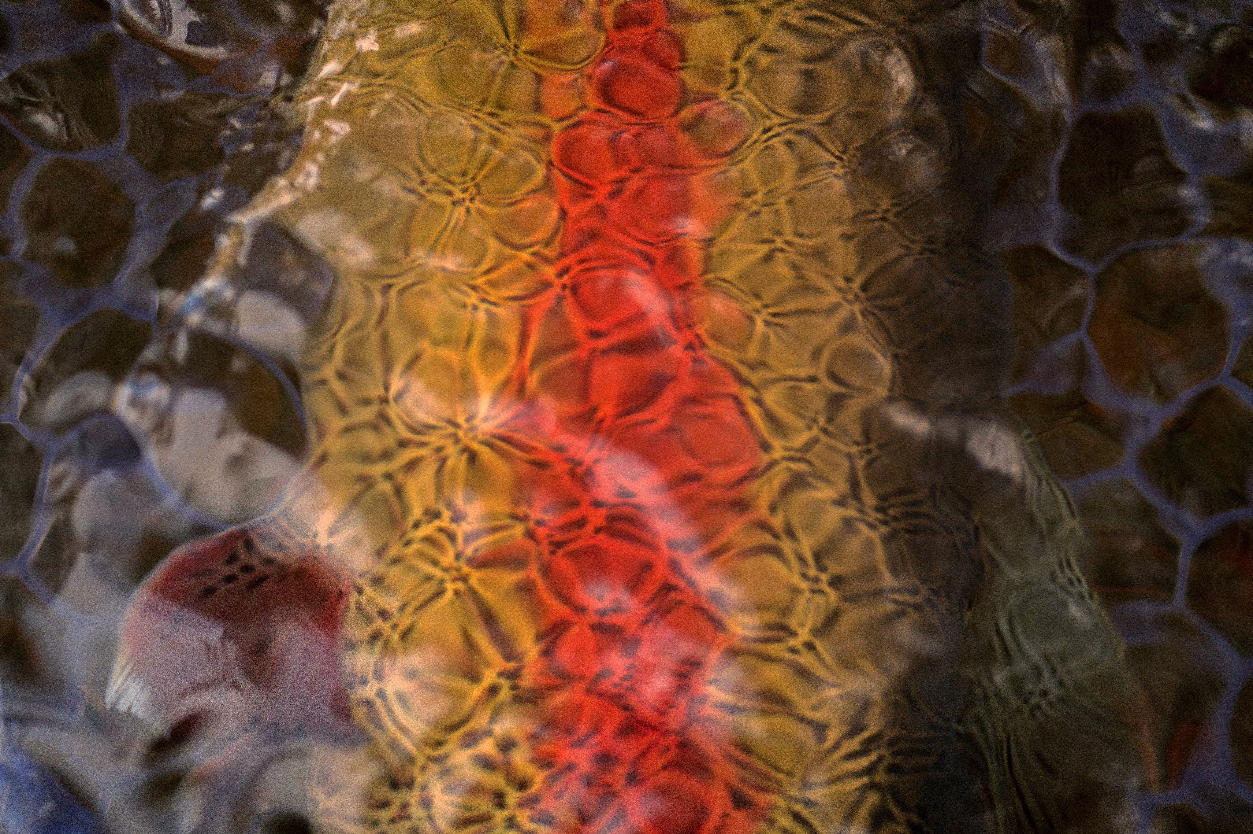 A rainbow trouts red stripe is visible below the water