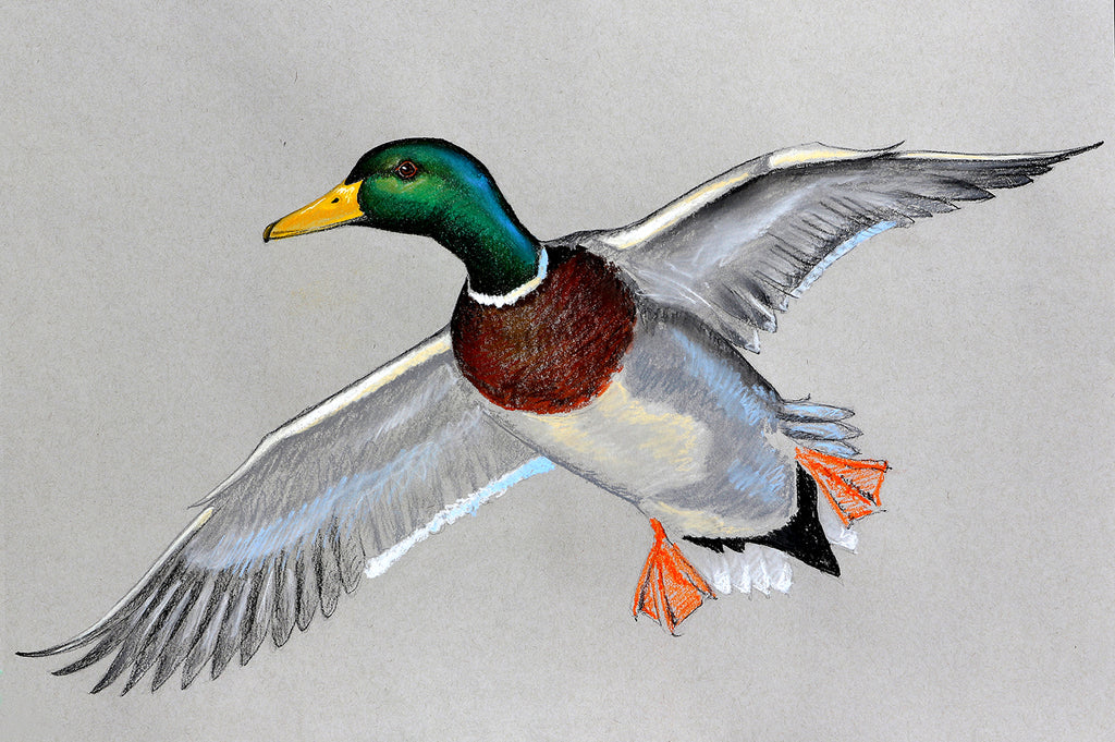 Pencil Original Bird Art Original Mallard Duck Drawing Drawing   Illustration eolaneee