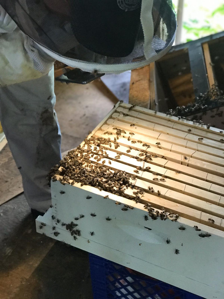 bee rescue / extraction in the rain forest