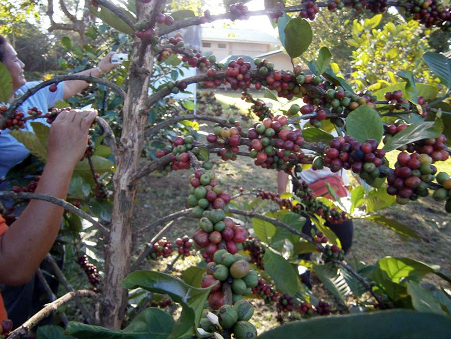 Puerto Rico Coffee Plantation