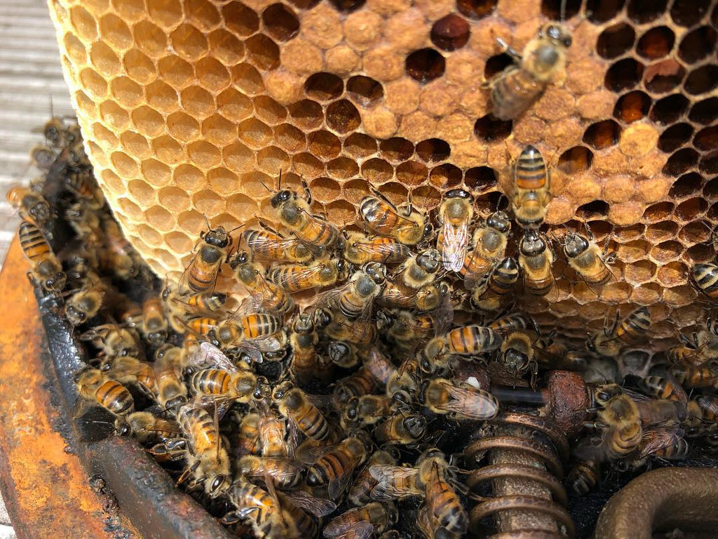 wild honeybees and honeycomb