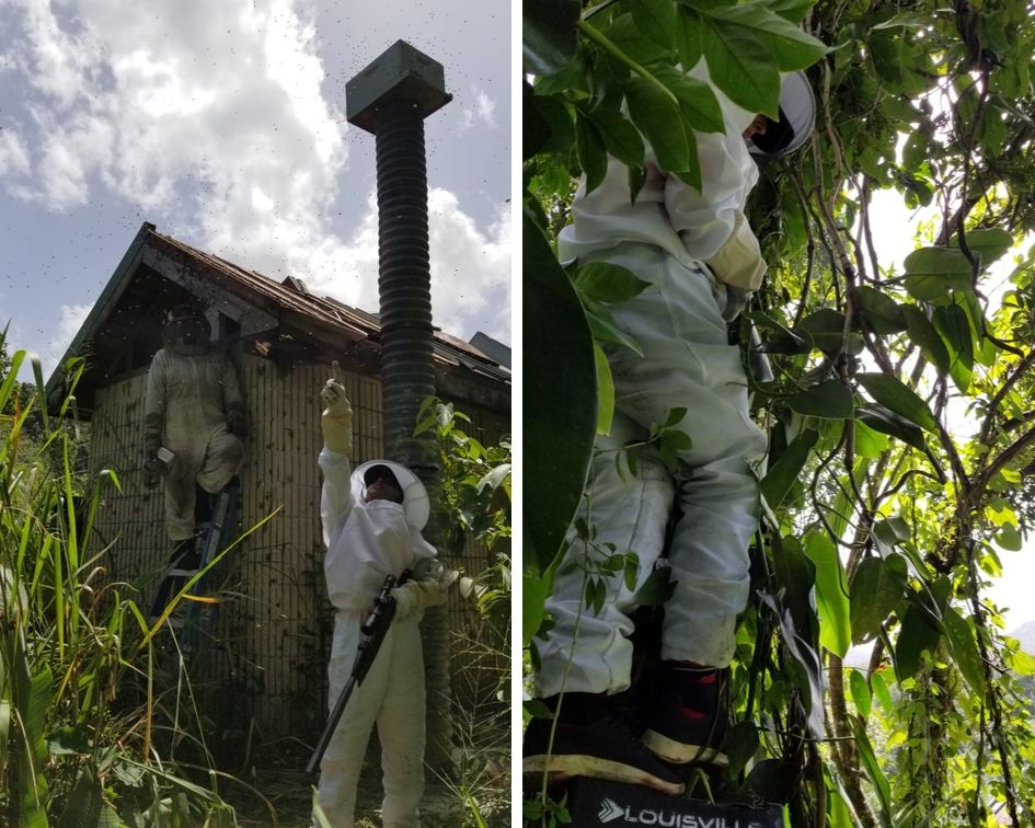 Beekeeping Rescue