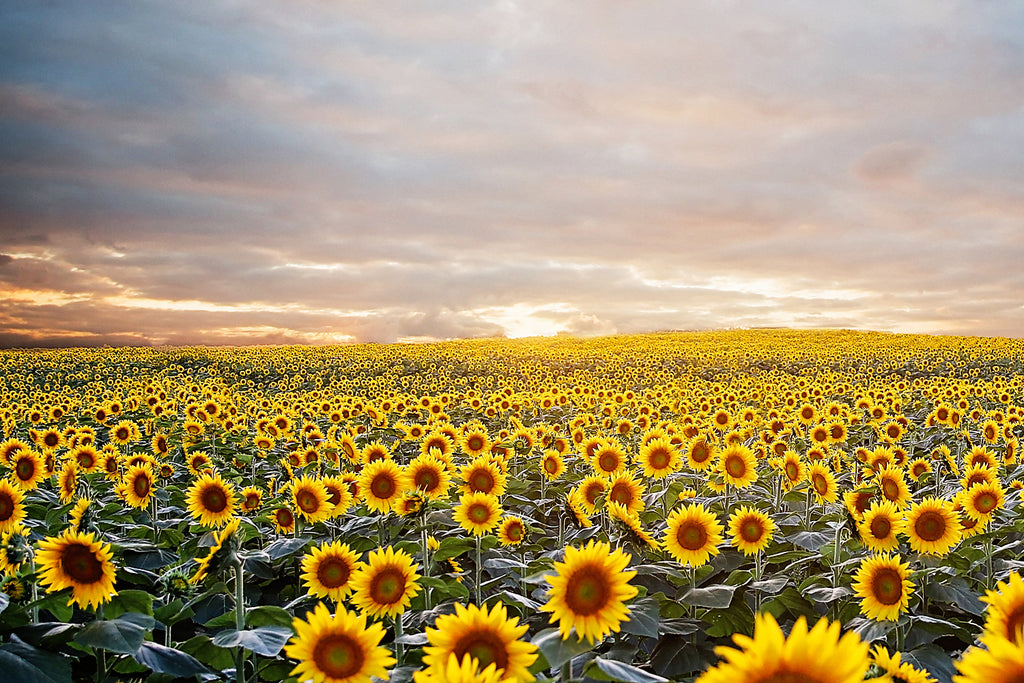 sunflower farm karma honey project