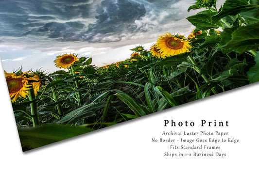 Sunflower Picture - Nature Photography Print of Yellow Wildflower on S –  Southern Plains Photography