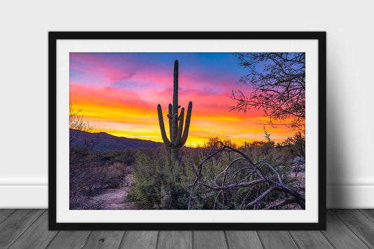 Saguaro Cactus en un desierto Después de la Tormenta de nieve Tucson  Arizona EE. UU. Poster Print (36 x 12)