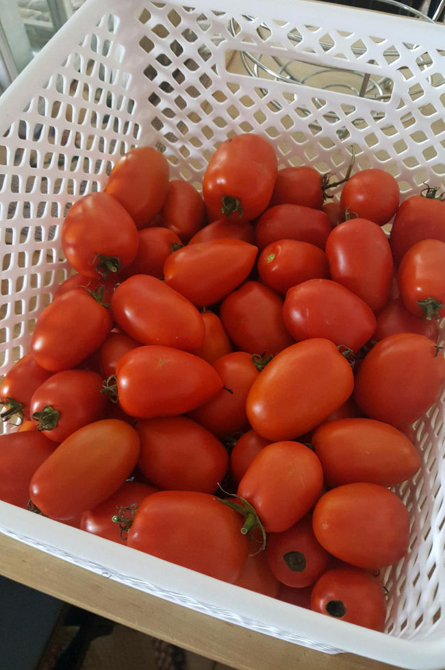 roma-tomatoes-from-garden