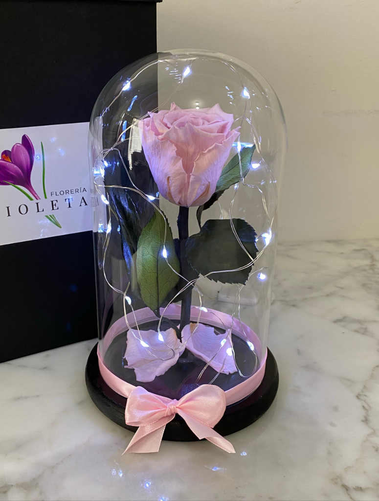 Rosa en cúpula Luxury Bella y Bestia Son – Florería Violeta