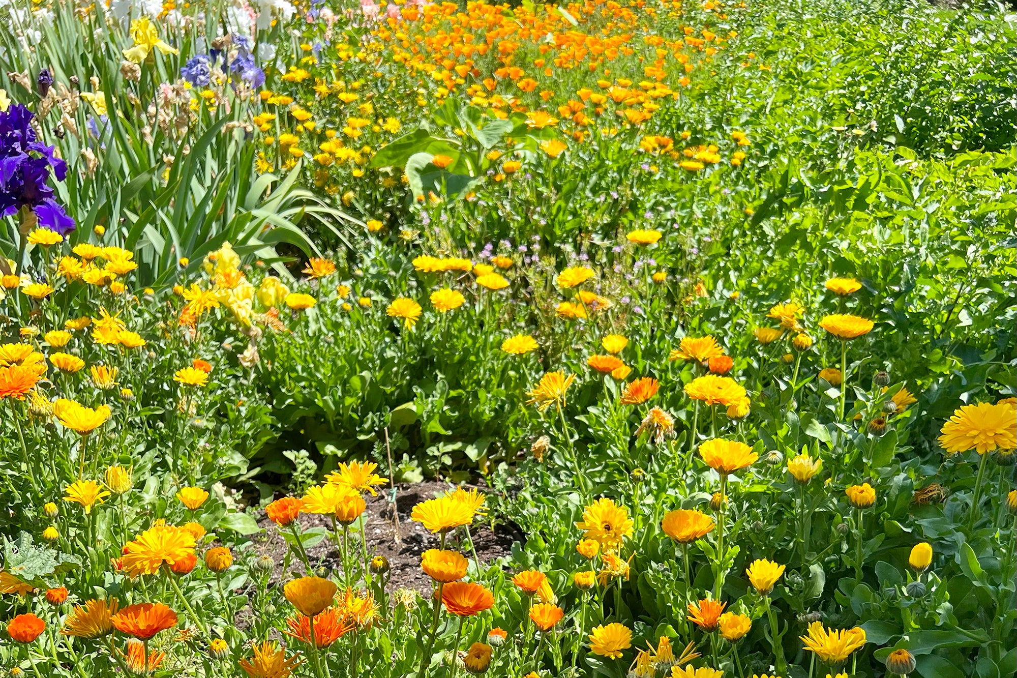 Calendula