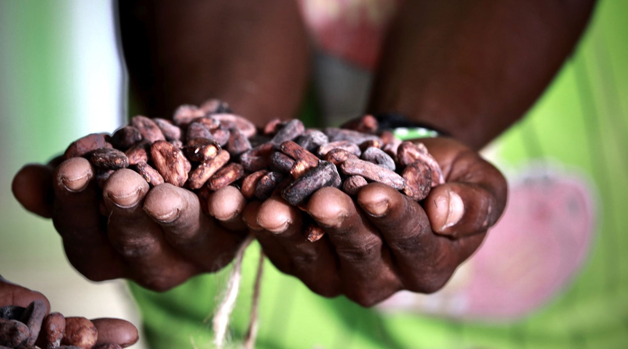 A pair of hands holding cocoa beans