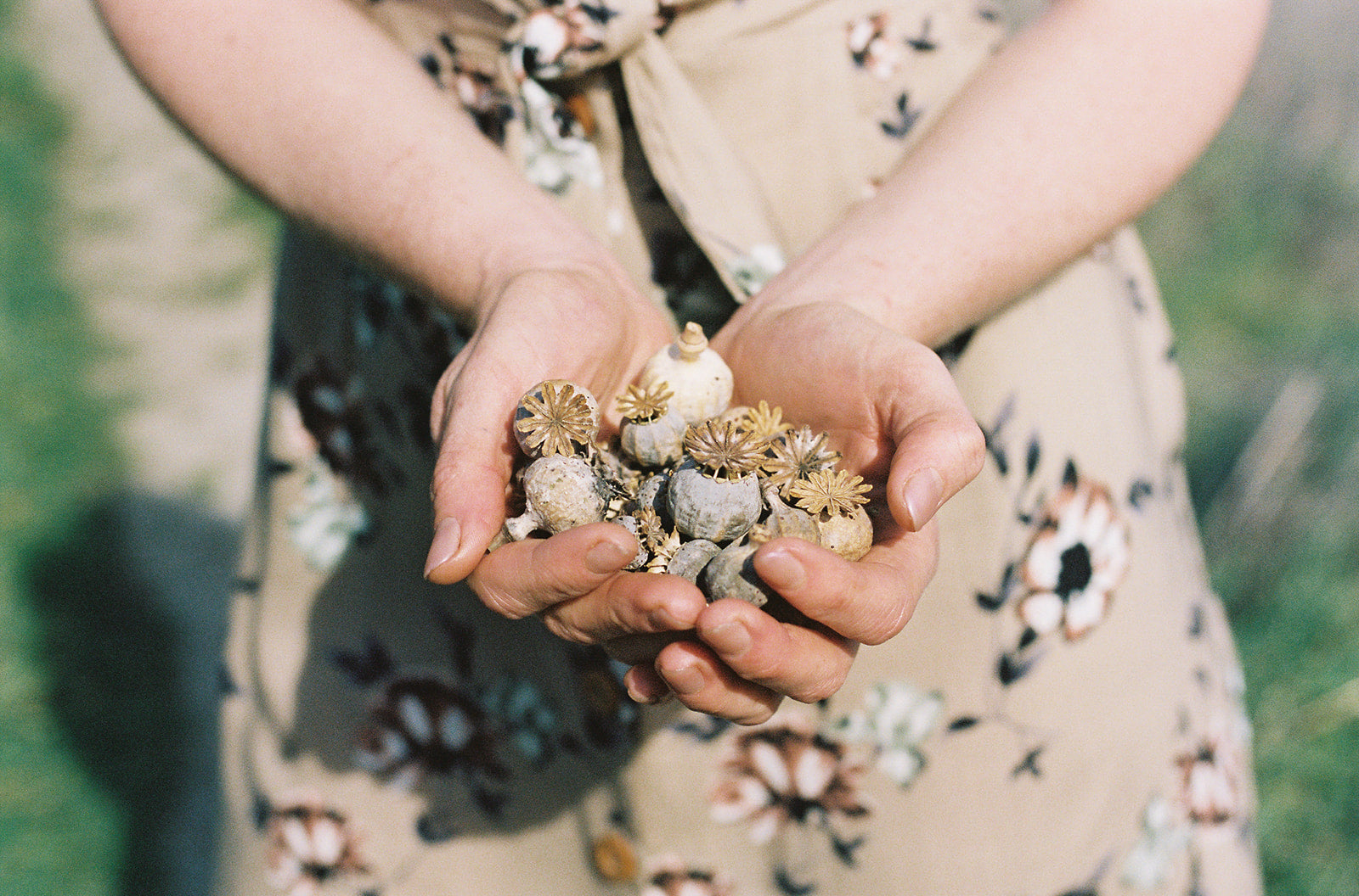 woman's hand full of poppy pods wearing a field day dress