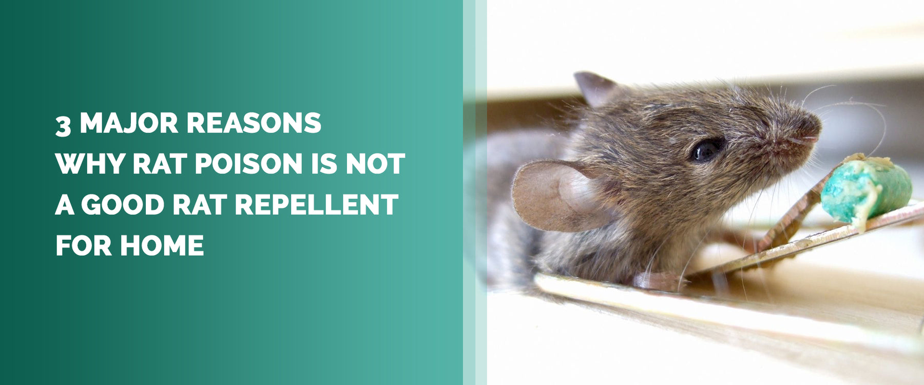 Major Reasons Why Rat Poison Is Not A Good Rat Repellent For Home