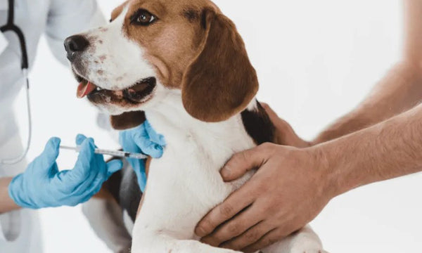 Dog Vaccinations