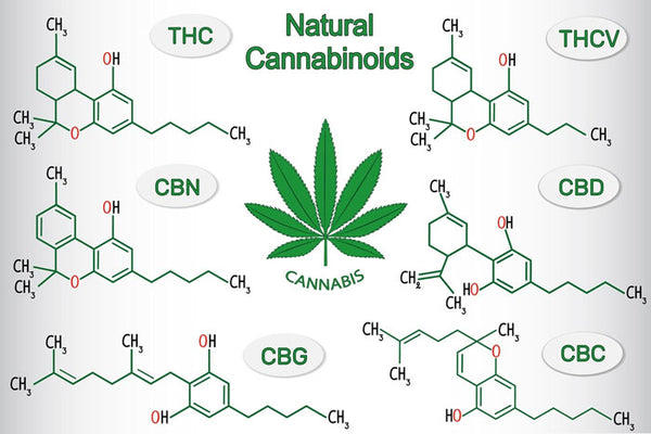 THC is the only plant cannabinoid that has proven intoxicating effects that result in a state of euphoria or ‘high’, hence it’s popularity in recreational use.