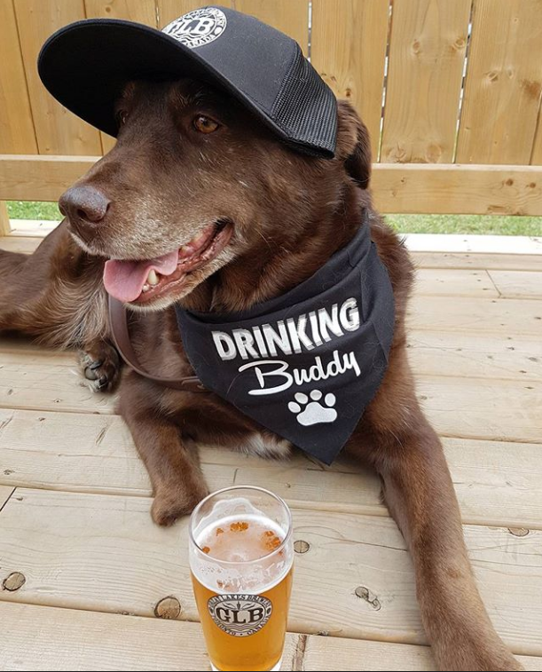 Drinking Buddy Dog Bandana – FunDog 