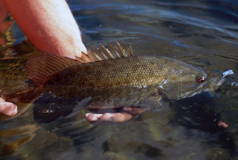 Fly Fishing for Smallmouth Bass in Flat Water – Murray's Fly Shop