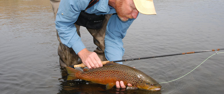 Fly Fishing Tricos - a Great Summer Hatch - Simpson Fly Fishing