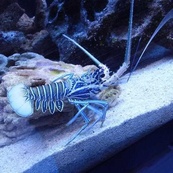 blue spiny lobster