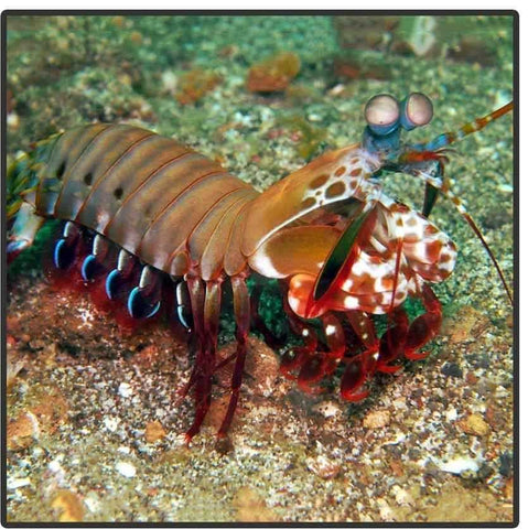 mantis shrimp for sale canada