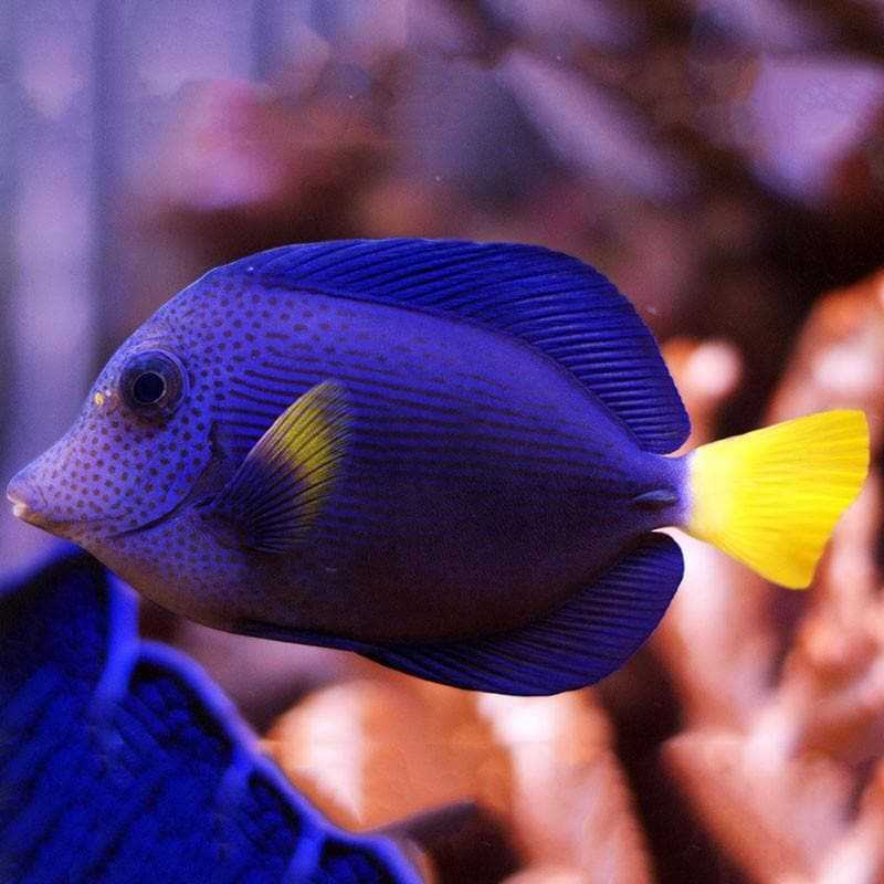 purple tang fish