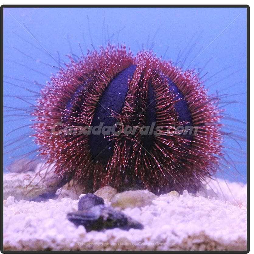Red Tuxedo Urchin – Corals